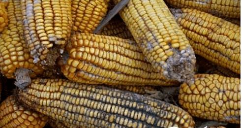 夏季飼料防霉與原料銷(xiāo)售策略 保障品質(zhì)，贏得市場(chǎng)