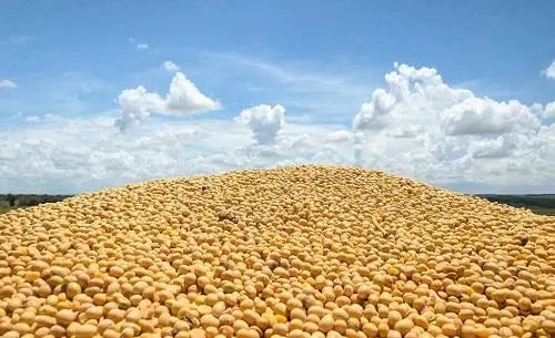 堅(jiān)挺的大豆價(jià)格還能“挺”多久？飼料原料銷(xiāo)售面臨后市風(fēng)險(xiǎn)
