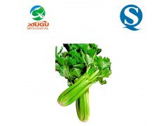 廠家直銷高品質果蔬粉——芹菜粉，助力烘焙、膨化、固體飲料與飼料多元化應用